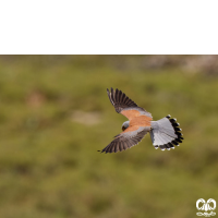 دلیجه کوچک Lesser Kestrel